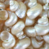 Pearled Turbo Shells - 1 Kg